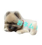 mocota（個別スタンプ：4）