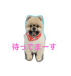 mocota（個別スタンプ：6）