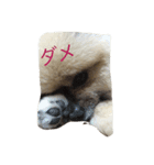 mocota（個別スタンプ：7）
