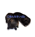 チビいぬ・デカいぬ（個別スタンプ：5）