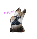 柴犬パピーさくら（個別スタンプ：1）