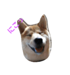 柴犬パピーさくら（個別スタンプ：2）