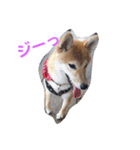 柴犬パピーさくら（個別スタンプ：3）