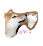 柴犬パピーさくら（個別スタンプ：4）