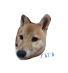 柴犬パピーさくら（個別スタンプ：5）