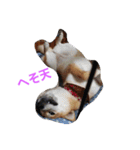 柴犬パピーさくら（個別スタンプ：6）