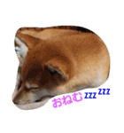 柴犬パピーさくら（個別スタンプ：7）