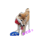 柴犬パピーさくら（個別スタンプ：8）