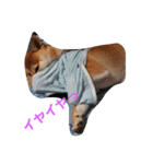 柴犬パピーさくら（個別スタンプ：9）
