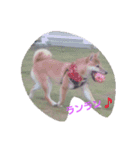 柴犬パピーさくら（個別スタンプ：11）