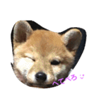 柴犬パピーさくら（個別スタンプ：12）