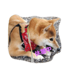 柴犬パピーさくら（個別スタンプ：13）