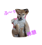柴犬パピーさくら（個別スタンプ：14）