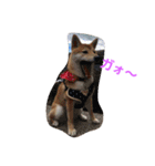 柴犬パピーさくら（個別スタンプ：15）