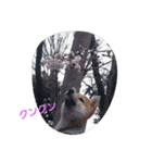 柴犬パピーさくら（個別スタンプ：16）
