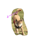 柴犬パピーさくら（個別スタンプ：17）