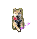 柴犬パピーさくら（個別スタンプ：18）