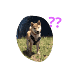 柴犬パピーさくら（個別スタンプ：19）