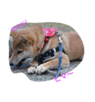 柴犬パピーさくら（個別スタンプ：21）
