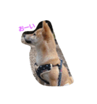 柴犬パピーさくら（個別スタンプ：22）