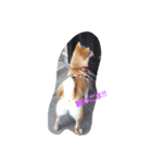 柴犬パピーさくら（個別スタンプ：24）