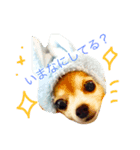みゅうみゅうのペット可愛いワンニャンず（個別スタンプ：1）