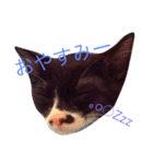 みゅうみゅうのペット可愛いワンニャンず（個別スタンプ：3）