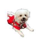 保護犬エルモ（個別スタンプ：1）
