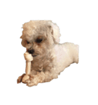 保護犬エルモ（個別スタンプ：2）