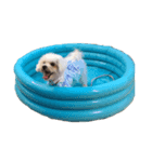 保護犬エルモ（個別スタンプ：3）