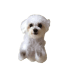 保護犬エルモ（個別スタンプ：4）