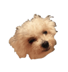 保護犬エルモ（個別スタンプ：5）