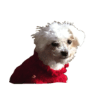 保護犬エルモ（個別スタンプ：6）