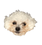 保護犬エルモ（個別スタンプ：7）