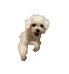 保護犬エルモ（個別スタンプ：8）