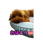 マルプータルトのスタンプ（個別スタンプ：1）