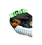 マルプータルトのスタンプ（個別スタンプ：20）