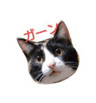 三毛猫のミィ（個別スタンプ：1）