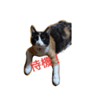三毛猫のミィ（個別スタンプ：2）
