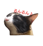 三毛猫のミィ（個別スタンプ：3）