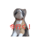 三毛猫のミィ（個別スタンプ：4）
