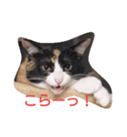 三毛猫のミィ（個別スタンプ：5）