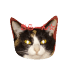 三毛猫のミィ（個別スタンプ：6）
