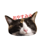 三毛猫のミィ（個別スタンプ：7）