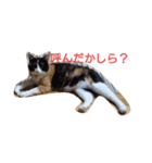 三毛猫のミィ（個別スタンプ：8）