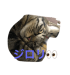 なかよしニャンコ（個別スタンプ：2）