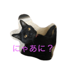 なかよしニャンコ（個別スタンプ：3）