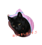 なかよしニャンコ（個別スタンプ：5）
