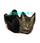 なかよしニャンコ（個別スタンプ：8）