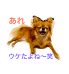 うちの子モカ（個別スタンプ：1）